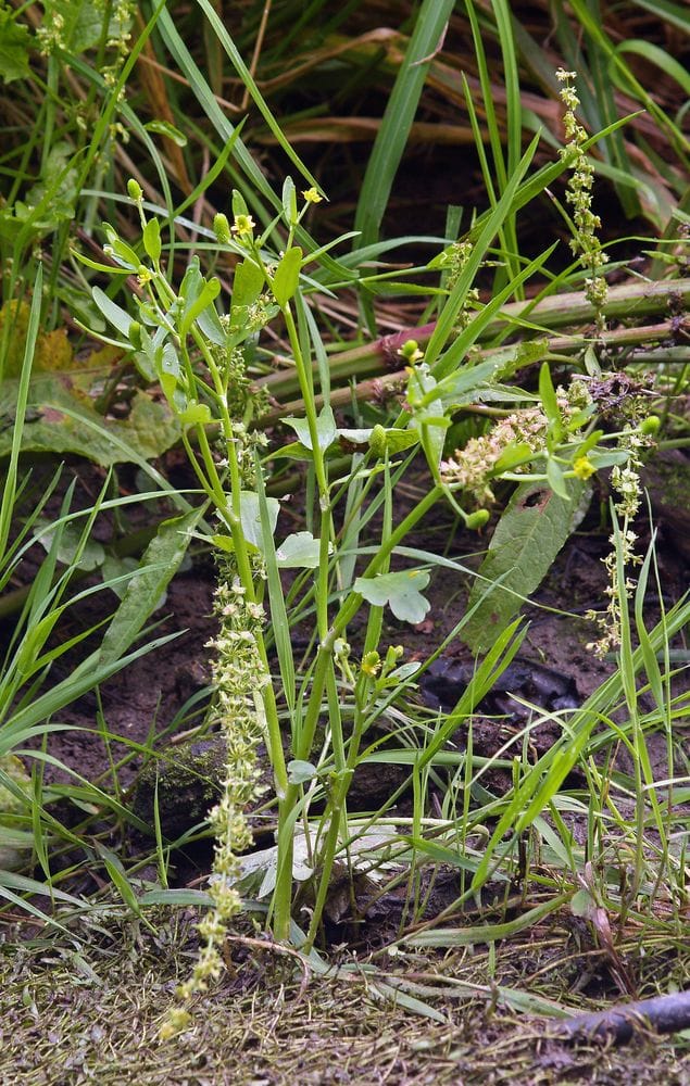 Ranunculus scleratus